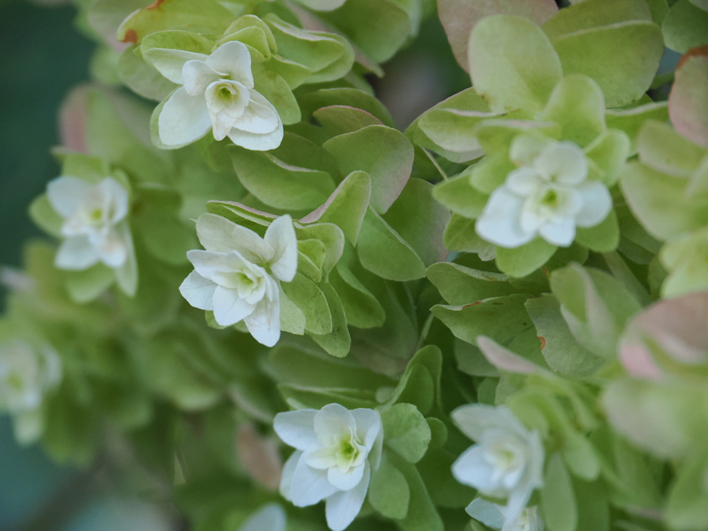 柏葉紫陽花