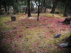 椿の花びら