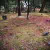 椿の花びら