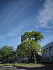 青空と木