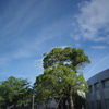青空と木