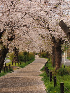 さくら道