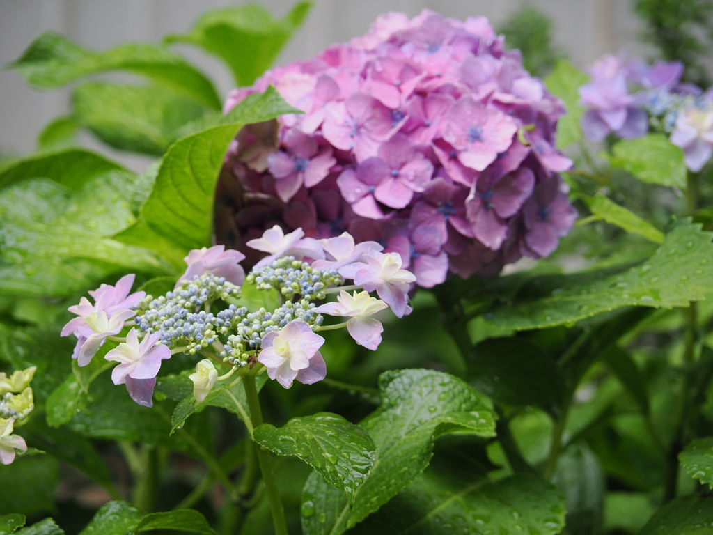 我が家の紫陽花