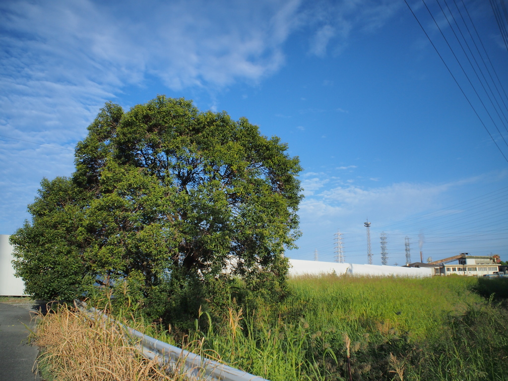 いつもの木と秋の空