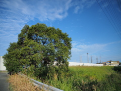いつもの木と秋の空