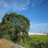 いつもの木と秋の空