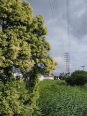 夏草