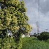 夏草
