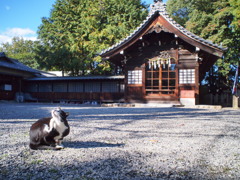 お散歩撮影　神社の猫２