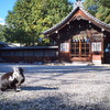 お散歩撮影　神社の猫２