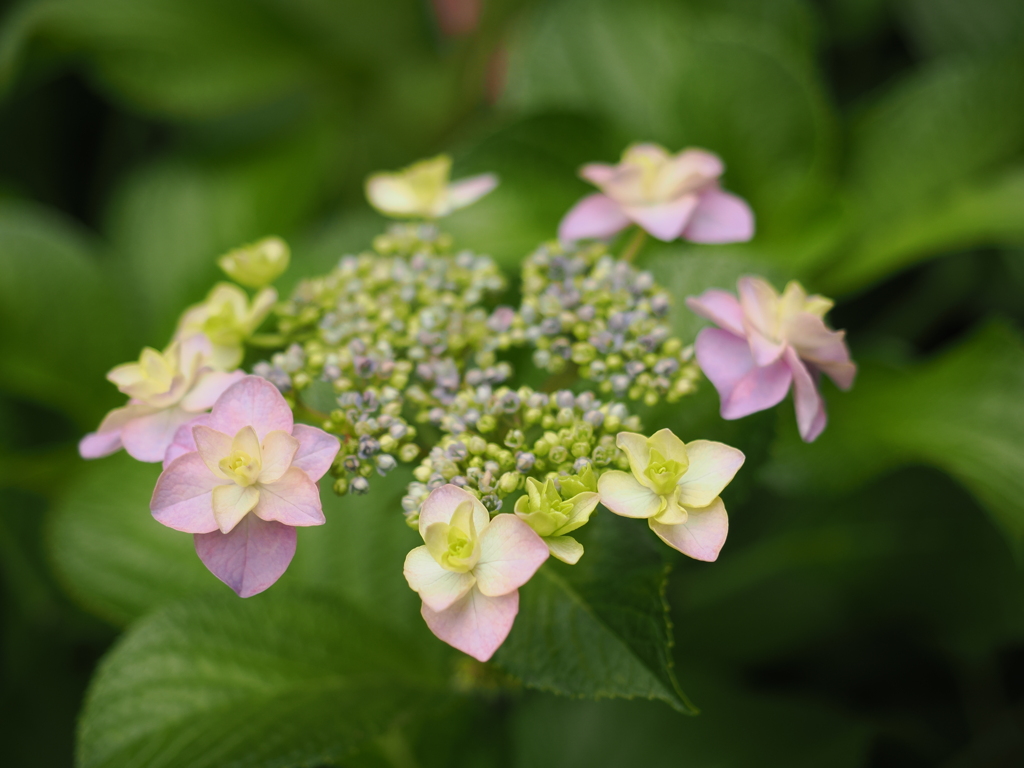 我が家の紫陽花