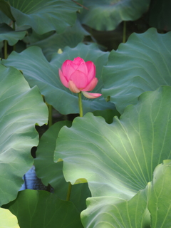 鶴舞公園にて