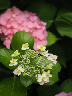 我が家の紫陽花