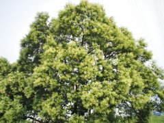 いつもの木