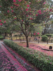 椿の花びら