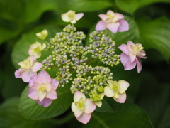 我が家の紫陽花