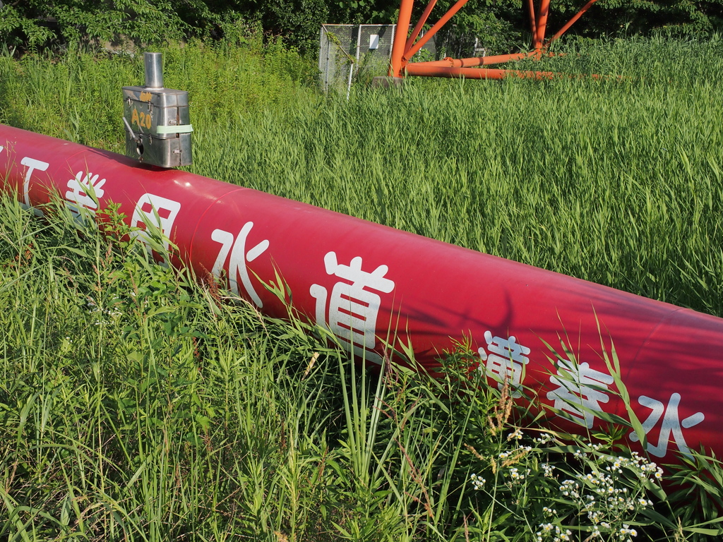 夏草の中の道