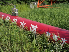 夏草の中の道