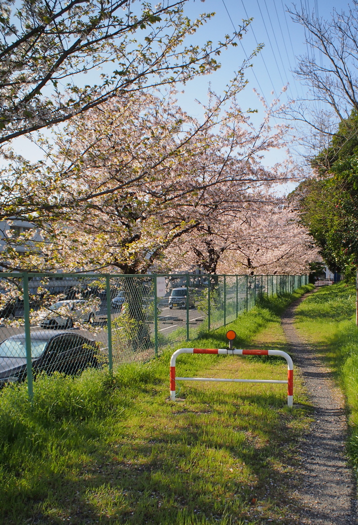桜の道