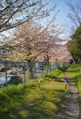 桜の道