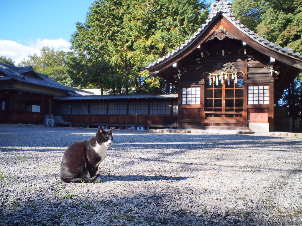 お散歩撮影　神社の猫