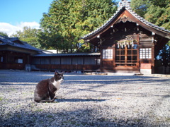 お散歩撮影　神社の猫