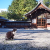 お散歩撮影　神社の猫