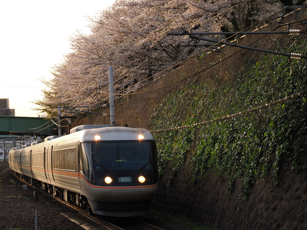 金山駅　桜と「しなの」６