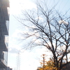 散歩写真　冬の陽射し