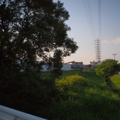いつもの木　２