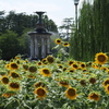 鶴舞公園にて　噴水とヒマワリ