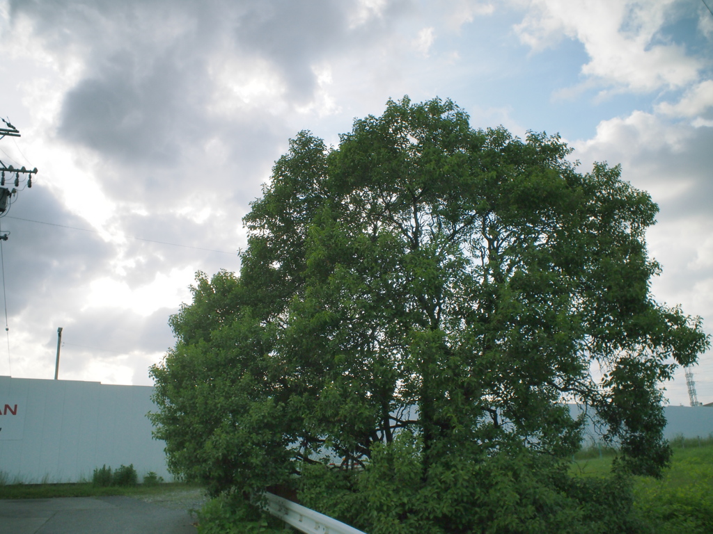 いつもの木と雲