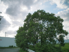 いつもの木と雲