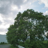 いつもの木と雲