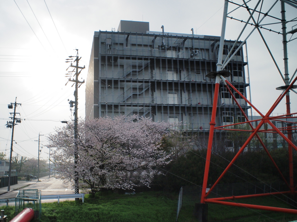 雨上がりの桜