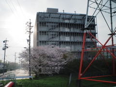 雨上がりの桜