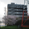 雨上がりの桜