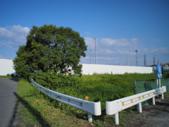 いつもの木
