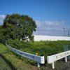 いつもの木