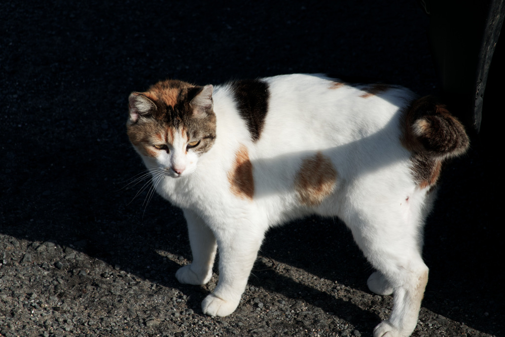 毛並みを解像する