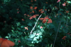 木漏れ日と花