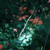 木漏れ日と花
