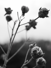 枯れ芙蓉
