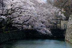 花盛り