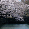 花盛り