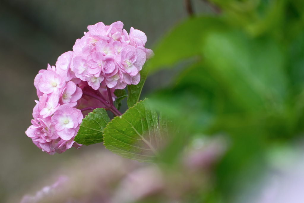 梅雨空の華
