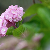 梅雨空の華