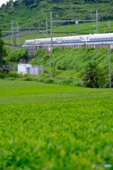 お茶畑と新幹線N700S