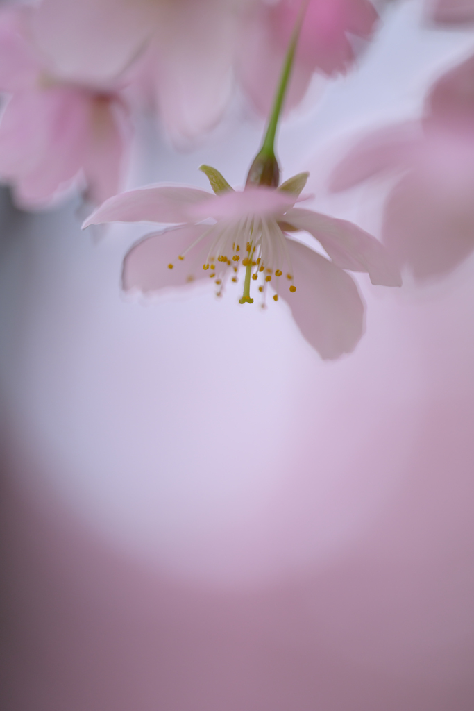 淡き光立つ