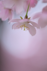 淡き光立つ